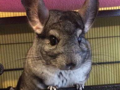 Photo of Lola