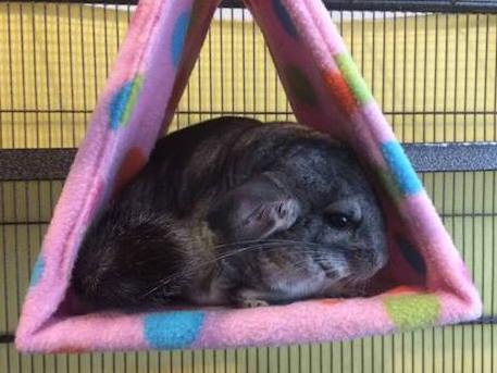 Photo of Lola