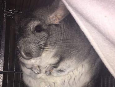 Photo of Lola