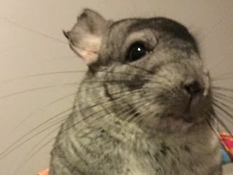Photo of Lola